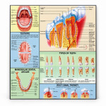 Human Teeth Chart